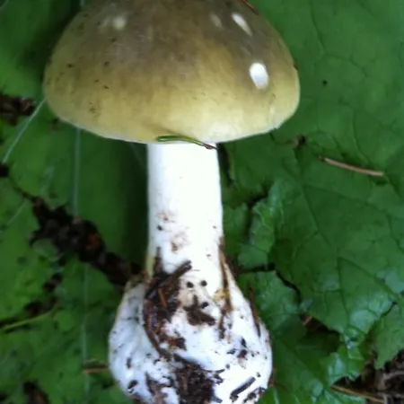 Apartment Casa Collina Disentis