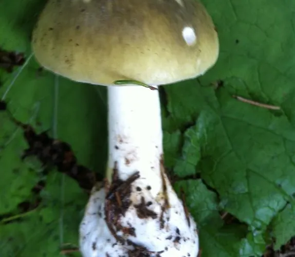 شقة Casa Collina ديسنتس